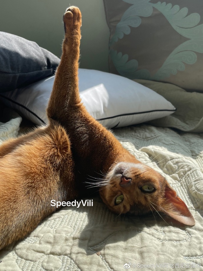 猫图片|宠物猫|猫咪|