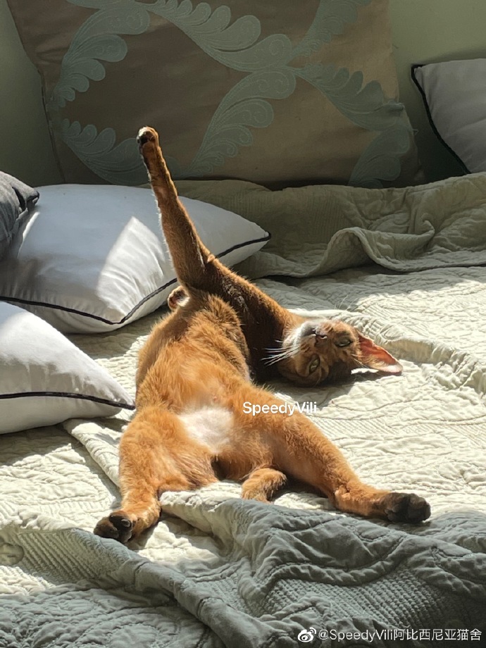 猫图片|宠物猫|猫咪|