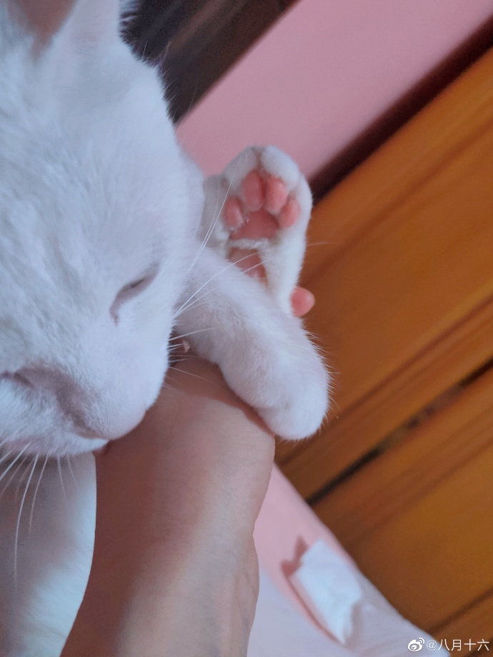 猫图片|宠物猫|猫咪|