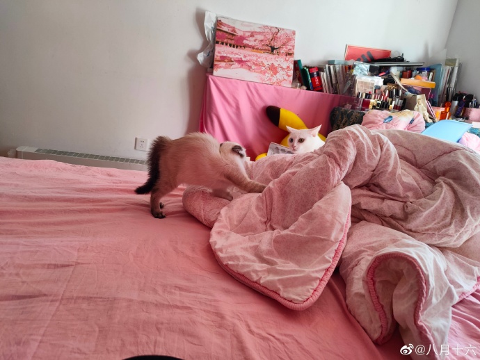 猫图片|宠物猫|猫咪|