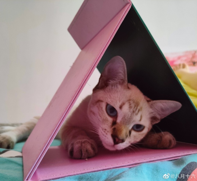 猫图片|宠物猫|猫咪|