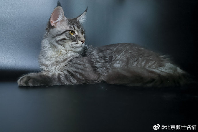 猫图片|宠物猫|猫咪|