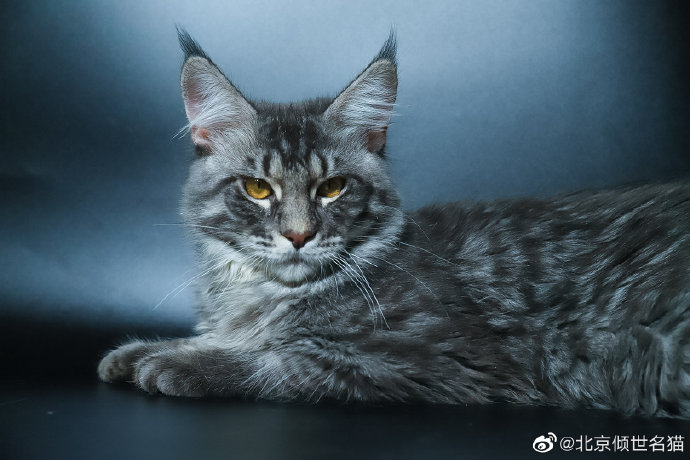 猫图片|宠物猫|猫咪|