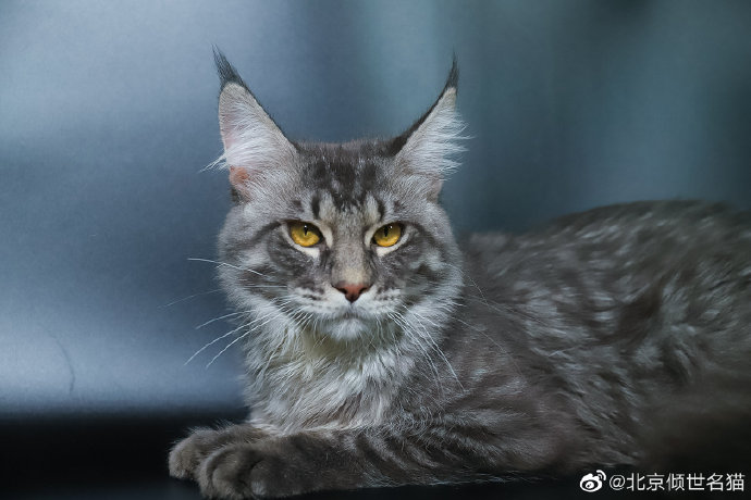 猫图片|宠物猫|猫咪|