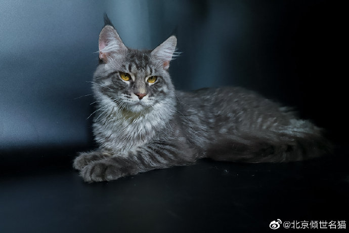 猫图片|宠物猫|猫咪|