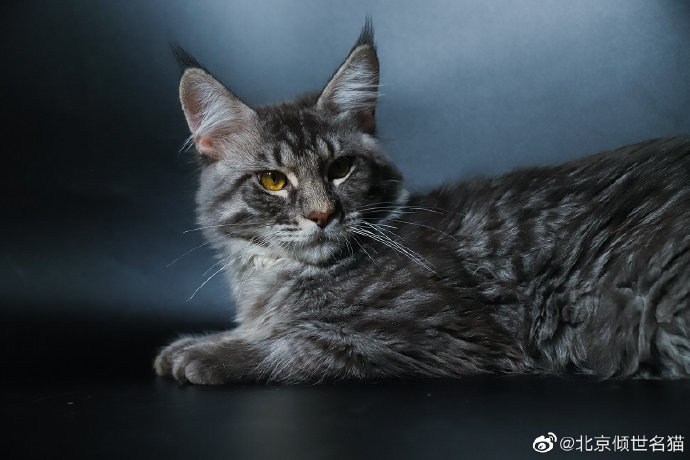 猫图片|宠物猫|猫咪|