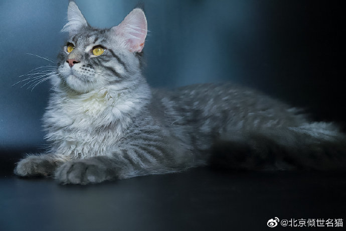 猫图片|宠物猫|猫咪|