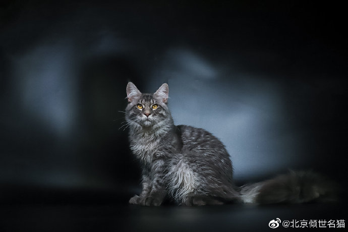 猫图片|宠物猫|猫咪|