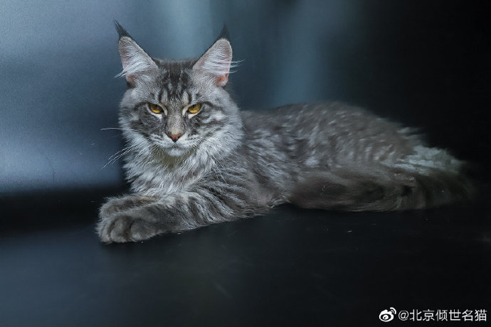 猫图片|宠物猫|猫咪|