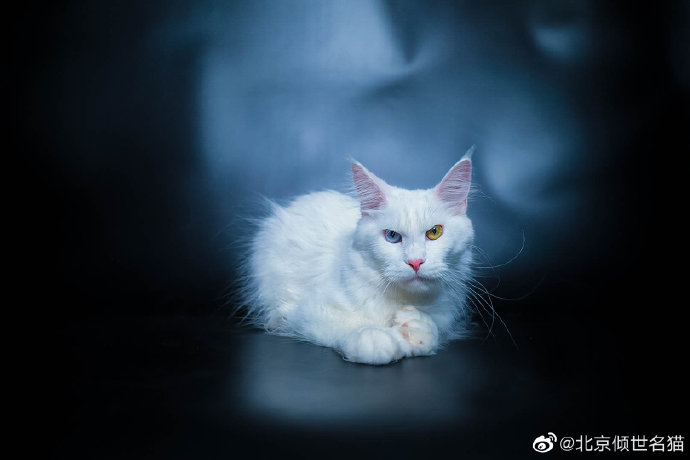 猫图片|宠物猫|猫咪|