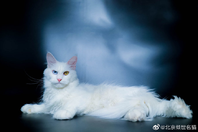 猫图片|宠物猫|猫咪|