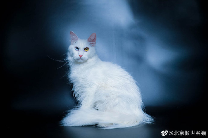 猫图片|宠物猫|猫咪|