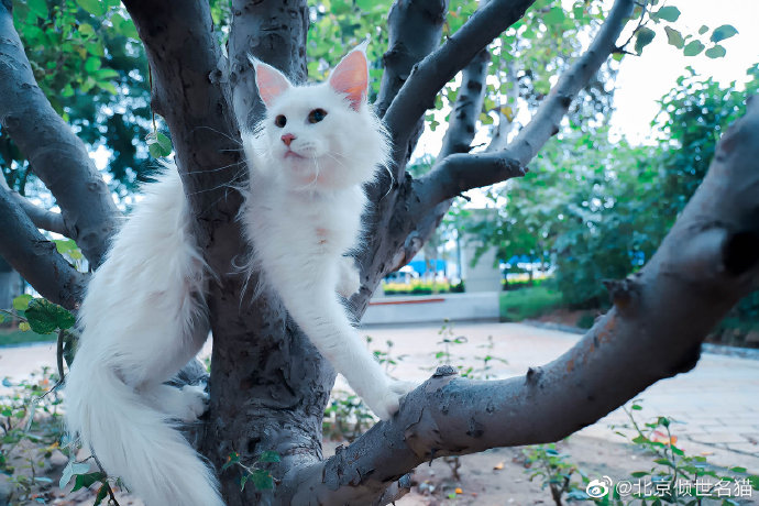 猫图片|宠物猫|猫咪|