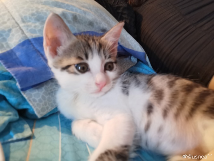 猫图片|宠物猫|猫咪|