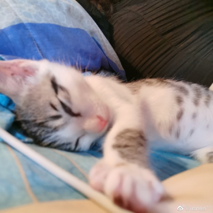 猫图片|宠物猫|猫咪|