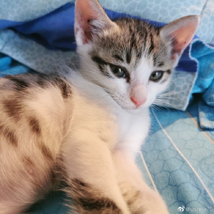 猫图片|宠物猫|猫咪|