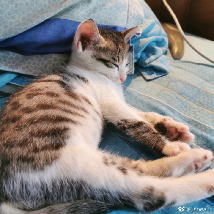 猫图片|宠物猫|猫咪|