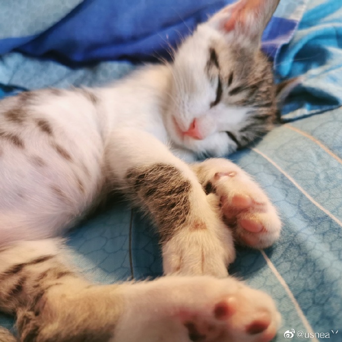 猫图片|宠物猫|猫咪|