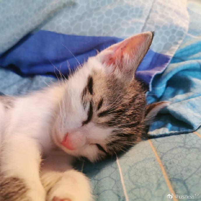 猫图片|宠物猫|猫咪|