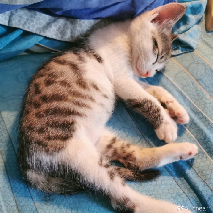 猫图片|宠物猫|猫咪|