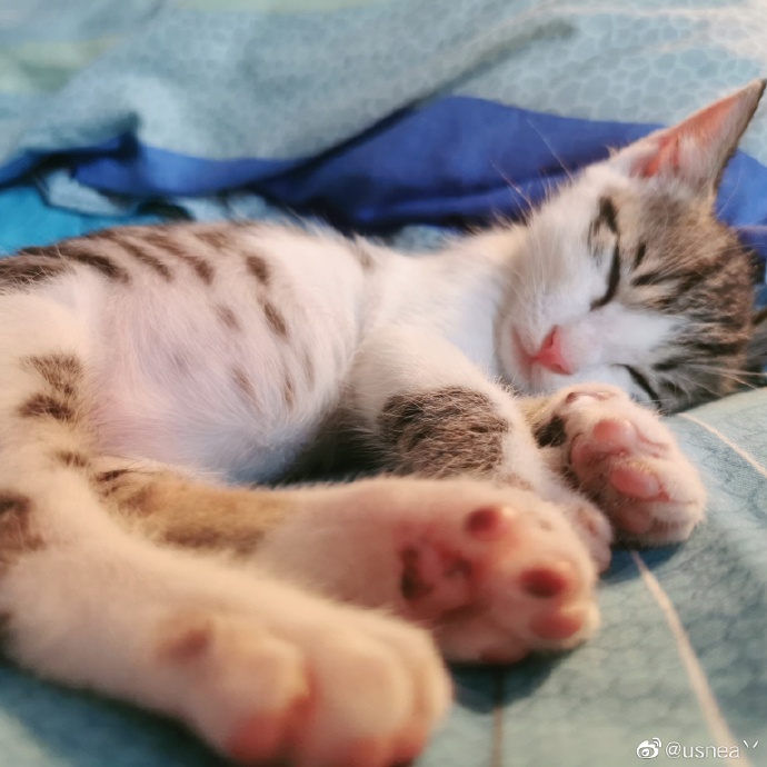 猫图片|宠物猫|猫咪|