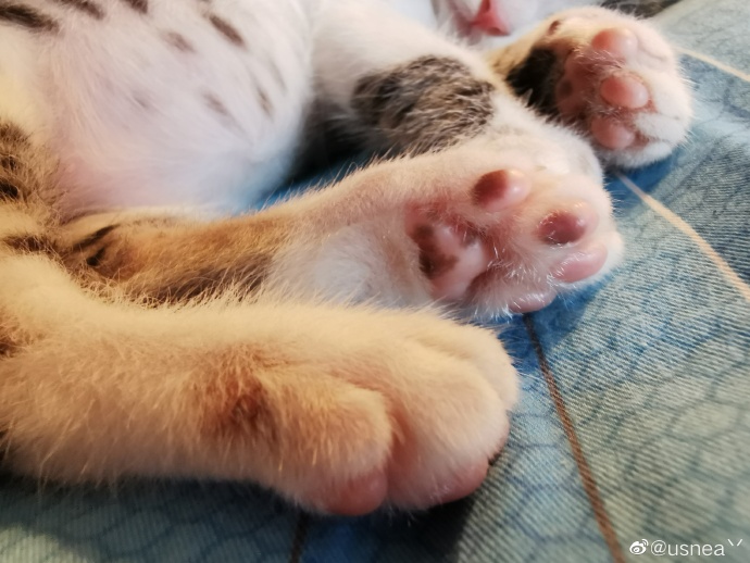 猫图片|宠物猫|猫咪|