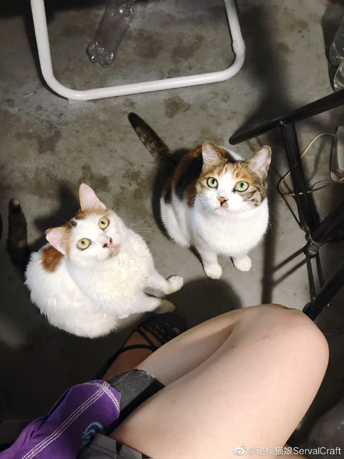 猫图片|宠物猫|猫咪|