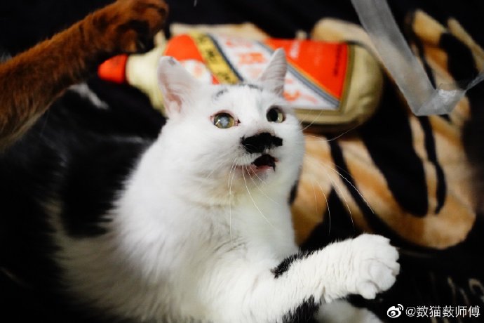 猫图片|宠物猫|猫咪|