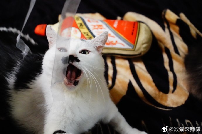 猫图片|宠物猫|猫咪|