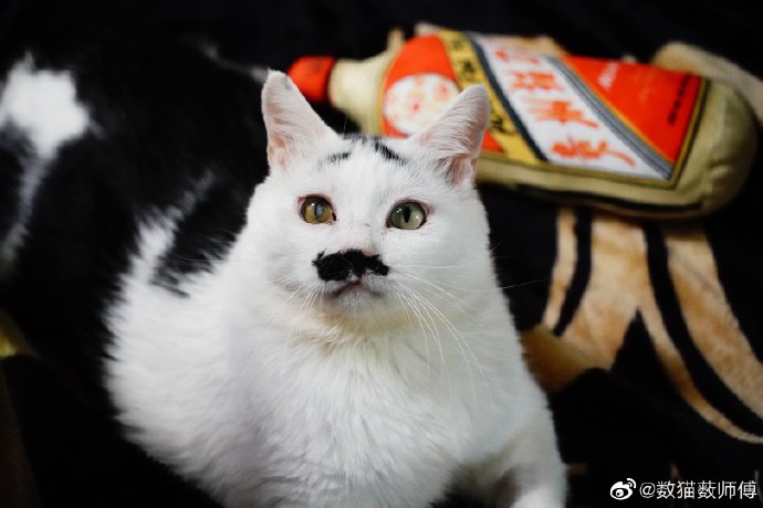 猫图片|宠物猫|猫咪|