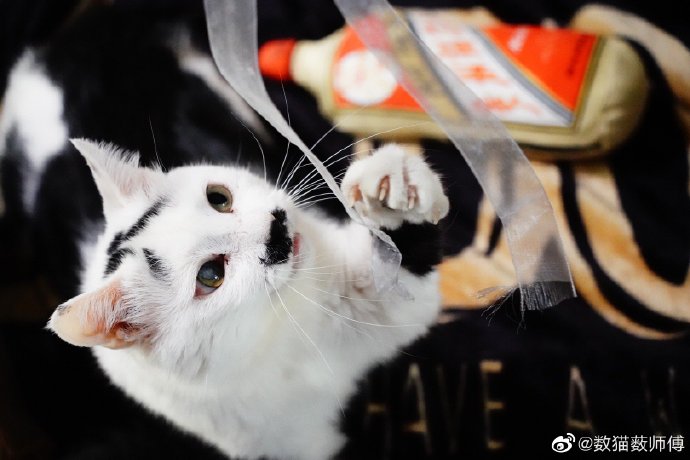 猫图片|宠物猫|猫咪|