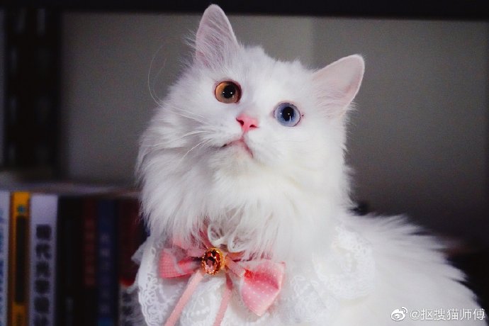 猫图片|宠物猫|猫咪|