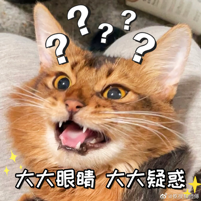 猫图片|宠物猫|猫咪|