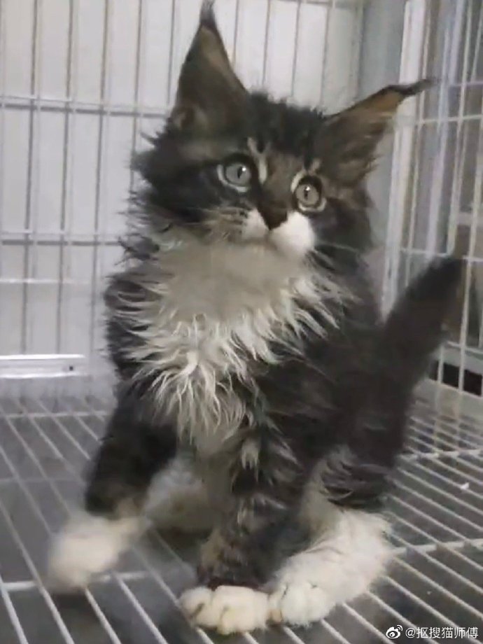 猫图片|宠物猫|猫咪|