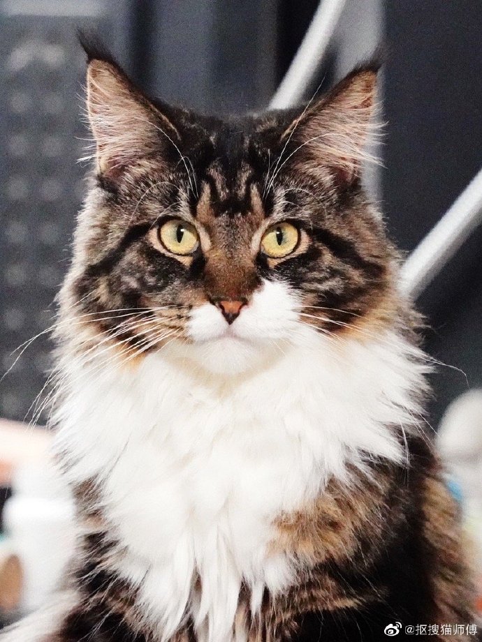 猫图片|宠物猫|猫咪|