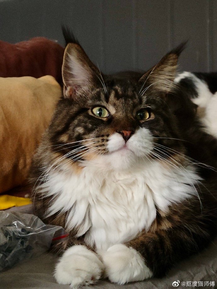 猫图片|宠物猫|猫咪|