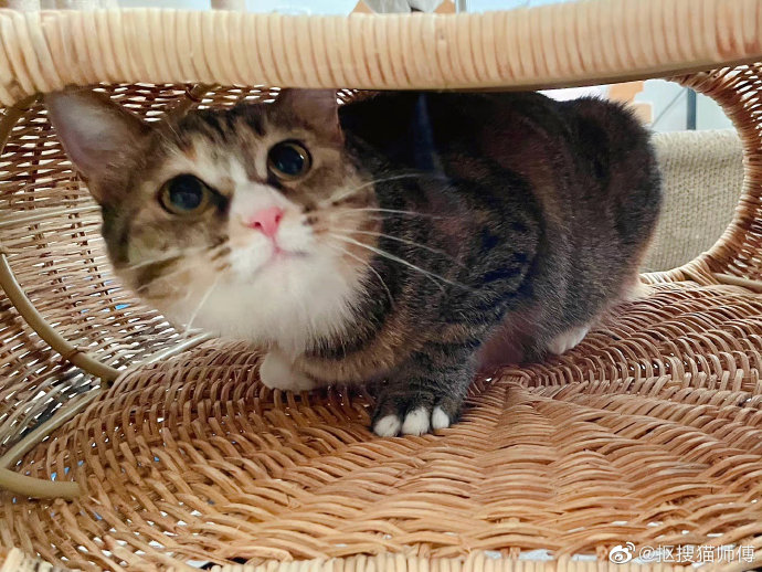 猫图片|宠物猫|猫咪|