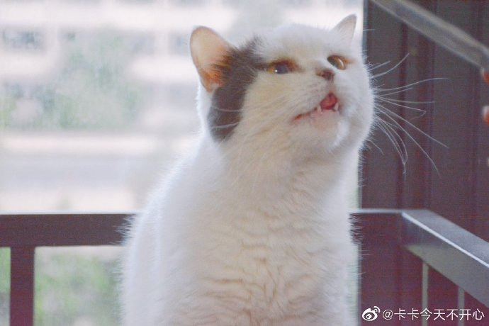 猫图片|宠物猫|猫咪|