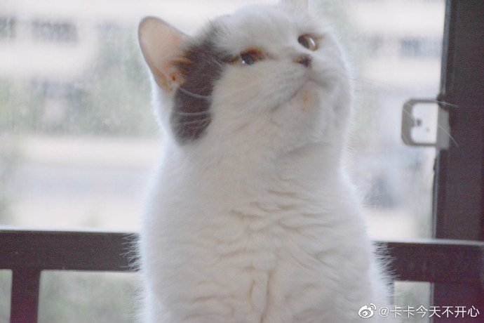 猫图片|宠物猫|猫咪|