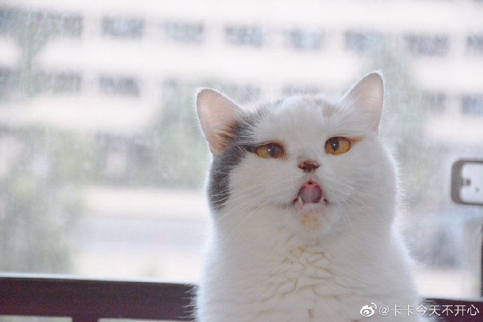 猫图片|宠物猫|猫咪|