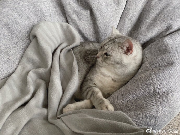 猫图片|宠物猫|猫咪|