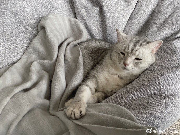 猫图片|宠物猫|猫咪|