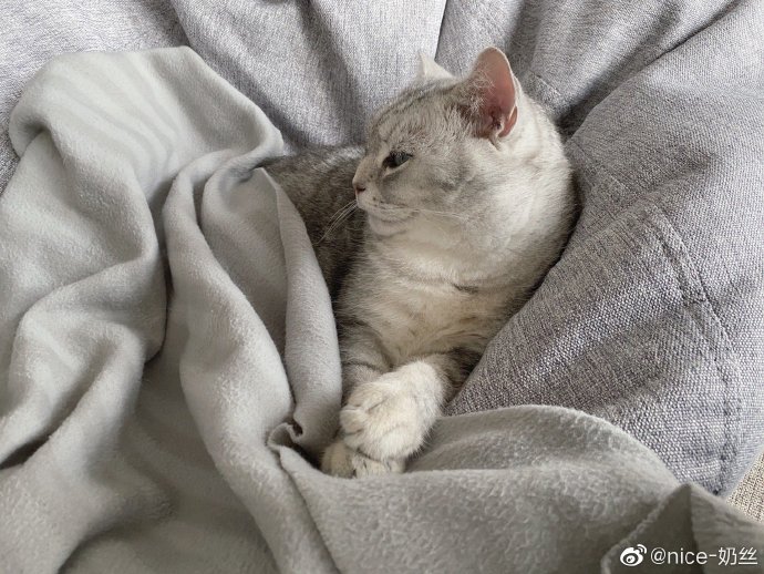 猫图片|宠物猫|猫咪|