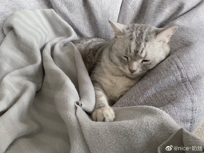 猫图片|宠物猫|猫咪|