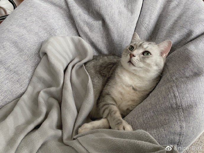 猫图片|宠物猫|猫咪|