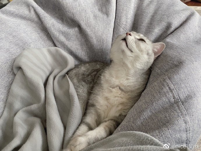 猫图片|宠物猫|猫咪|