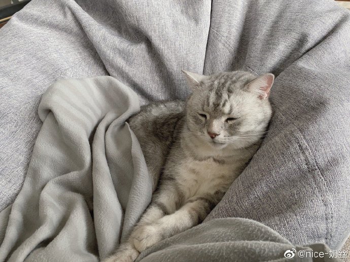 猫图片|宠物猫|猫咪|