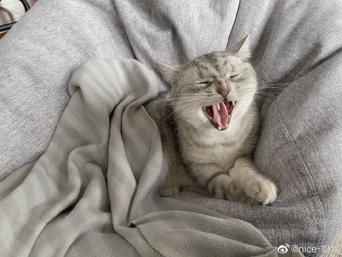 猫图片|宠物猫|猫咪|