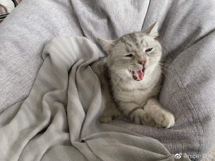 猫图片|宠物猫|猫咪|