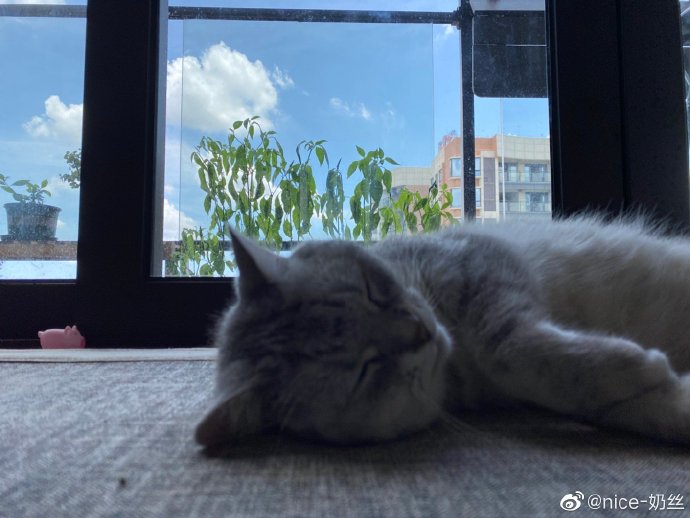 猫图片|宠物猫|猫咪|